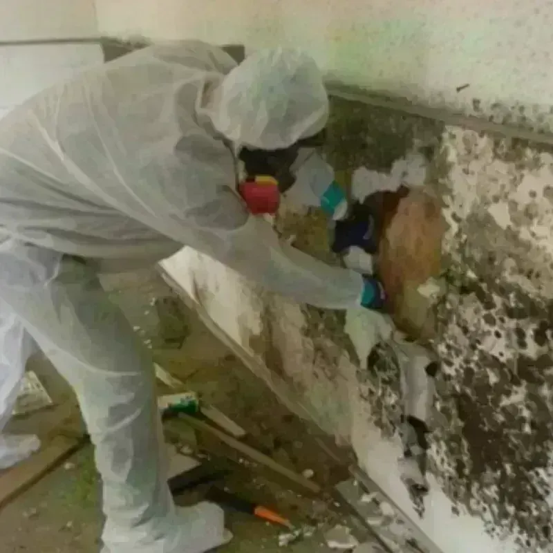 Mold Remediation and Removal in Swift Trail Junction, AZ